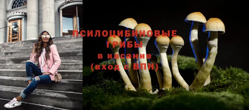 купить  сайты  mega ТОР  Псилоцибиновые грибы Cubensis  Пятигорск 